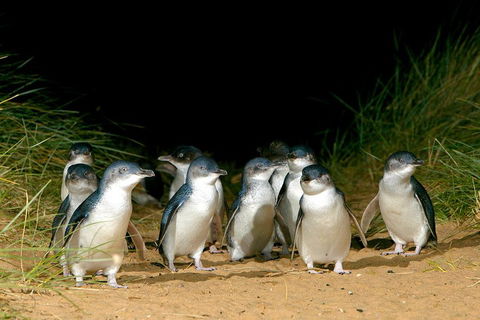 Phillip Island Penguin, Brighton Beach, Moonlit Sanctuary From Melbourne - Hobart Tourism 5
