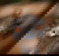 Currumbin Wildlife Sanctuary General Entry Ticket - Hobart Tourism