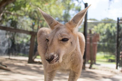 Currumbin Wildlife Sanctuary General Entry Ticket - Hobart Tourism 2