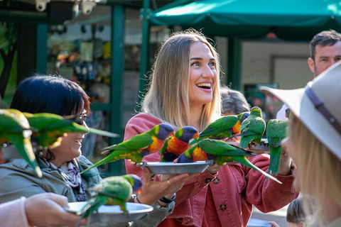 Currumbin Wildlife Sanctuary General Entry Ticket - Hobart Tourism 3