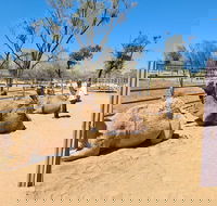 West MacDonnell Ranges Half-Day Small-Group Tour with Camel Ride - Hobart Tourism