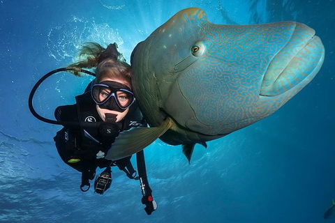 Great Barrier Reef Snorkeling And Diving Cruise From Cairns - Hobart Tourism 0