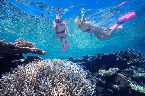 Great Barrier Reef Scenic Helicopter Tour And Cruise From Cairns - Hobart Tourism 3