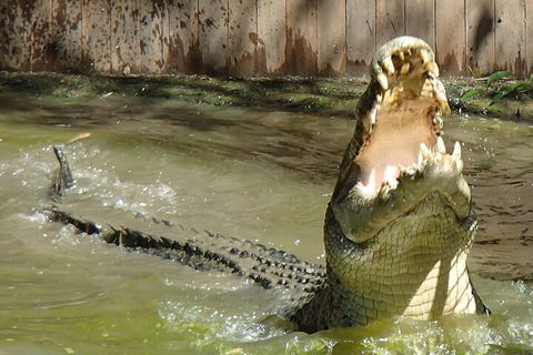 Hartley's Crocodile Adventures Day Trip From Palm Cove - Tourism TAS 3