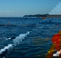 Mornington Peninsula Kayak Coastline Tour of Dolphin Sanctuary - Tourism TAS