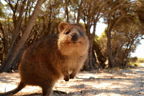 Pinnacles & Rottnest Island Scenic Air & Ground Tour - Hobart Tourism 0