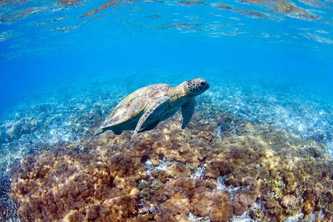 Great Barrier Reef Day Cruise To Reefworld - Tourism TAS 5