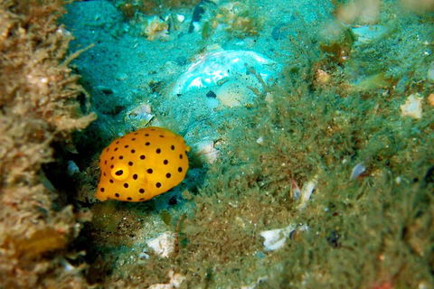 Wave Break Island Scuba Diving On The Gold Coast - Hobart Tourism 3