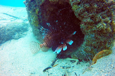 Wave Break Island Scuba Diving On The Gold Coast - Hobart Tourism 5