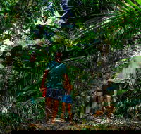 Full Day Daintree Rainforest and Mossman Gorge Tour - Tourism TAS