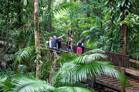 Full Day Daintree Rainforest And Mossman Gorge Tour - Hobart Tourism 1