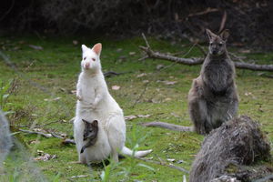 Full-Day Guided Bruny Island Tour from Hobart
