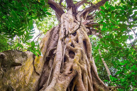 Mossman Gorge Adventure Day - Hobart Tourism 1