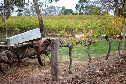 Maggie Beer Farm - Barossa Valley Regional Tour - Tourism TAS 1
