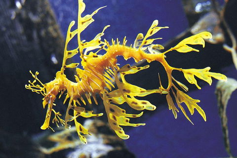 SEA LIFE Melbourne Aquarium Admission Ticket - Hobart Tourism 0