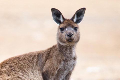 Kangaroo Island Luxury Small Group 'East End Explorer' Full Day Tour - Hobart Tourism 1