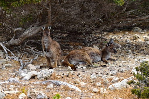 Kangaroo Island Luxury Small Group 'East End Explorer' Full Day Tour - Hobart Tourism 4