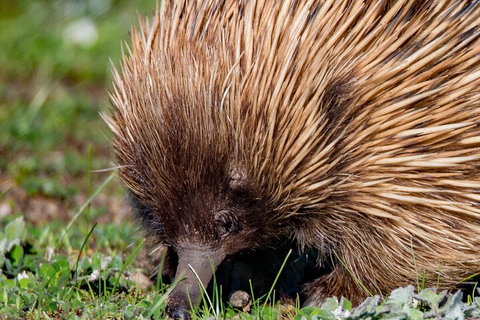 Kangaroo Island Luxury Small Group 'East End Explorer' Full Day Tour - Hobart Tourism 5