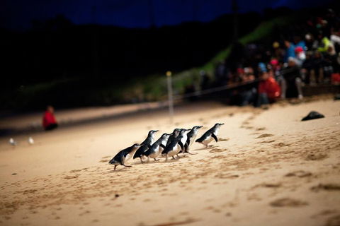 2-Day Great Ocean Road, Mornington Peninsula And Phillip Island Tour - Hobart Tourism 1