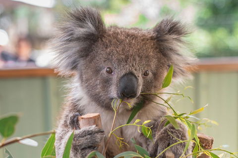 2-Day Great Ocean Road, Mornington Peninsula And Phillip Island Tour - Hobart Tourism 2
