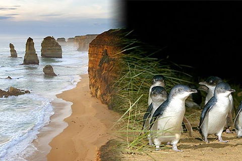 Melbourne Super Saver: Great Ocean Road + Phillip Island + Attraction Pass - Hobart Tourism 0