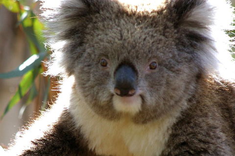 Melbourne Super Saver: Great Ocean Road + Phillip Island + Attraction Pass - Hobart Tourism 3