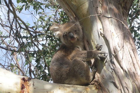 Small-Group Great Ocean Road Classic Day Tour From Melbourne - Hobart Tourism 1