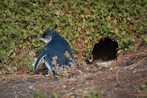 Small-Group Phillip Island Penguin Parade Day Tour From Melbourne - Hobart Tourism 1