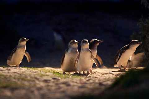 Small-Group Phillip Island Penguin Parade Day Tour From Melbourne - Hobart Tourism 5