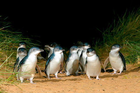 Phillip Island Penguin Parade Express Tour From Melbourne - Hobart Tourism 5