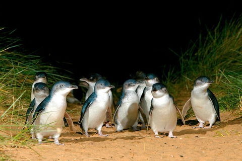 Puffing Billy, Moonlit Sanctuary & Penguins Day Tour - Hobart Tourism 0