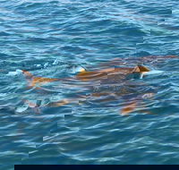 Roebuck Bay Snubfin Dolphin Cruise - Hobart Tourism