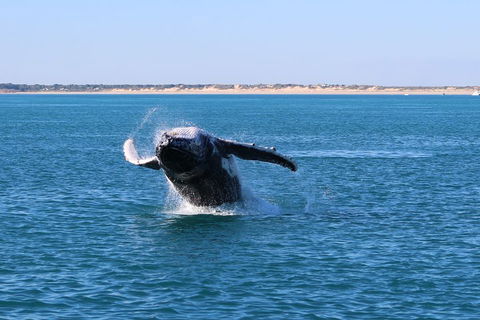AOC Whale Watching From Broome - Tourism TAS 2