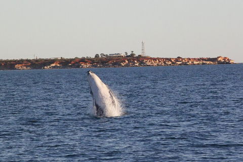 AOC Whale Watching From Broome - Tourism TAS 3