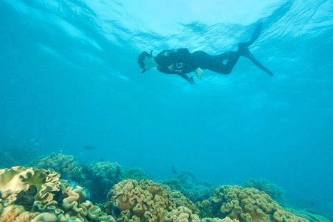 Ocean Freedom Great Barrier Reef Personal Luxury Snorkel & Dive Cruise, Cairns - Hobart Tourism 5
