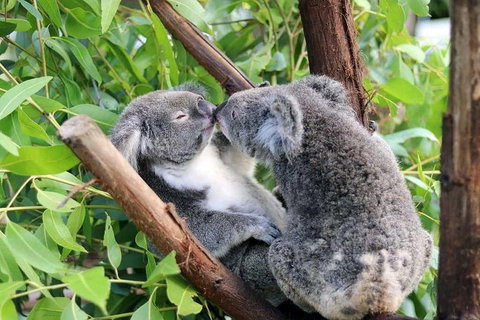 Classic Kuranda By Skyrail And Scenic Railway Including Rainforestation, Koala And Wildlife Park And Pamagirri Aboriginal Experi - Tourism TAS 3