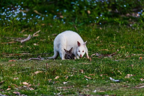 Bruny Island Traveller - Gourmet Tasting And Sightseeing Day Trip From Hobart - Hobart Tourism 3