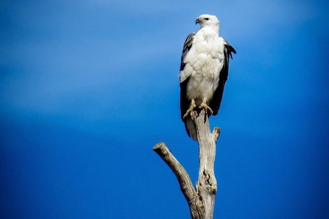 Kangaroo Island 75-Minute Ocean Safari - Hobart Tourism 0