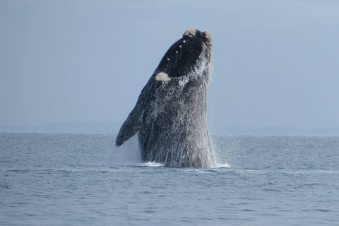 Kangaroo Island 75-Minute Ocean Safari - Hobart Tourism 2