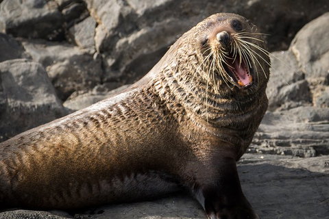 Kangaroo Island 75-Minute Ocean Safari - Hobart Tourism 5