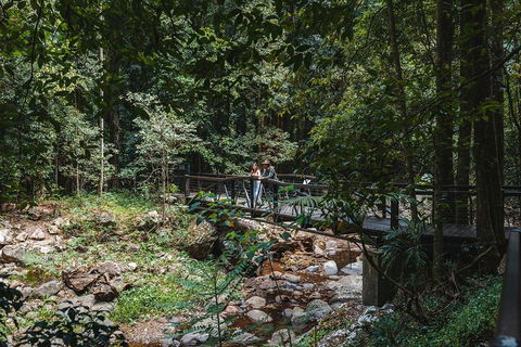 Springbrook AndTamborine Rainforest Tour Incl Natural Bridge And Glow Worm Cave - Tourism TAS 3