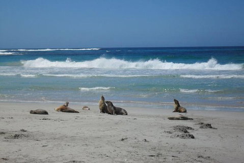 Kangaroo Island In A Day Tour From Adelaide - Tourism TAS 1
