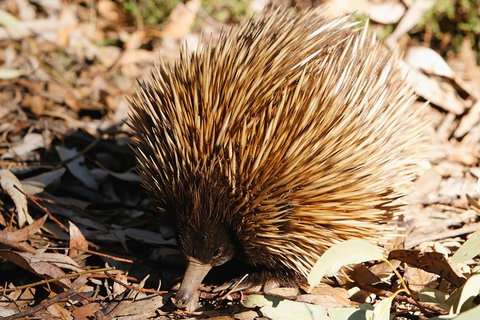 Kangaroo Island In A Day Tour From Adelaide - Tourism TAS 2