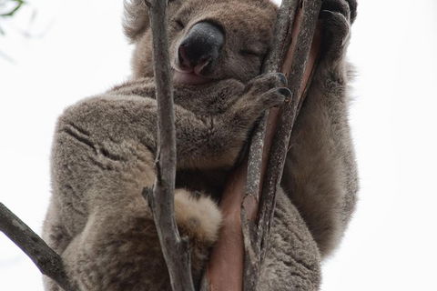 2-Day Kangaroo Island 4WD Small-Group Tour From Adelaide - Hobart Tourism 0