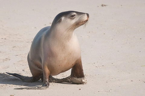 2-Day Kangaroo Island 4WD Small-Group Tour From Adelaide - Hobart Tourism 4