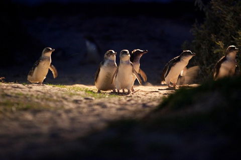 Melbourne City Tour And Phillip Island In One Day - Hobart Tourism 4