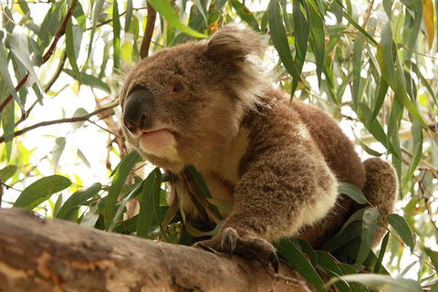 Private Tour: Great Ocean Road From Melbourne - Hobart Tourism 1