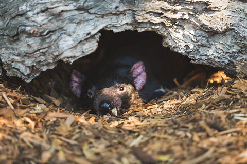 Private Tour: Phillip Island, Penguin Parade And Moonlit Sanctuary Conservation Park From Melbourne - Hobart Tourism 0