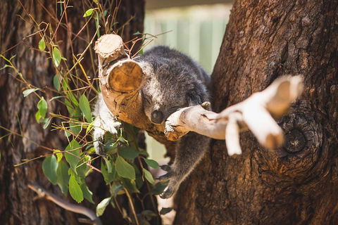 Private Tour: Phillip Island, Penguin Parade And Moonlit Sanctuary Conservation Park From Melbourne - Hobart Tourism 1