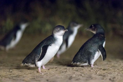 Private Tour: Phillip Island, Penguin Parade And Moonlit Sanctuary Conservation Park From Melbourne - Hobart Tourism 2